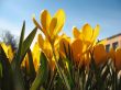  Blooming  yellow  crocus. 