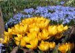 Blooming  yellow  crocus and Chionodoxa