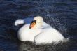 mute swan