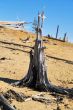 The dead forest