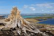 Old stump 