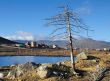 Dead tree