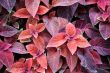 Design of Coleus
