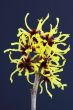 Hamamelis