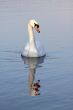 mute swan