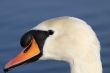 mute swan