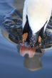 mute swan