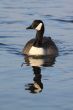 Canada goose