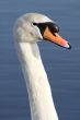 mute swan