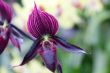paphiopedilum orchid