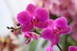 Phalaenopsis Orchid