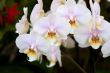 Phalaenopsis Orchid