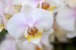 Phalaenopsis Orchid