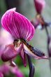 paphiopedilum orchid