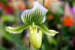 paphiopedilum orchid
