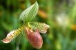 paphiopedilum orchid