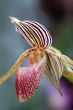 paphiopedilum orchid