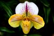 paphiopedilum orchid