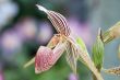 paphiopedilum orchid