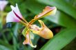 paphiopedilum orchid