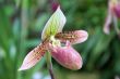 paphiopedilum orchid