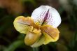paphiopedilum orchid