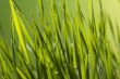 Green Grass