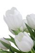 White Tulips