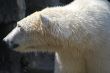 polar bear
