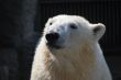 polar bear