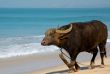Indian Buffalo on the Beach