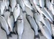 Fresh Fish On Ice