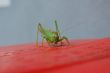 green grasshopper
