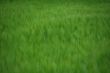 green meadow