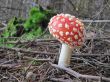 red fly agaric