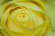 yellow rose