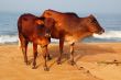 Sacred Cow and Calf