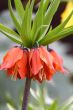 Fritillaria imperialis (Crown Imperial)
