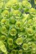 Euphorbia