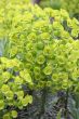 Euphorbia