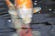 Koi carp