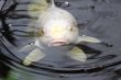 koi carp