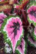 Begonia begoniaceae