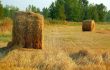 Haymaking in August