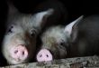 Two Pigs in the Pen