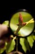 Magnifying glass