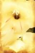Yellow gladiolus on grunge texture