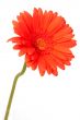 Red gerber daisy on white