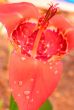 Pink Tigridia pavonia