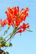 Cape Honey Melianthus flowers